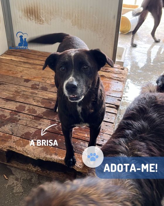 Brisa - cadela porte médio - grande