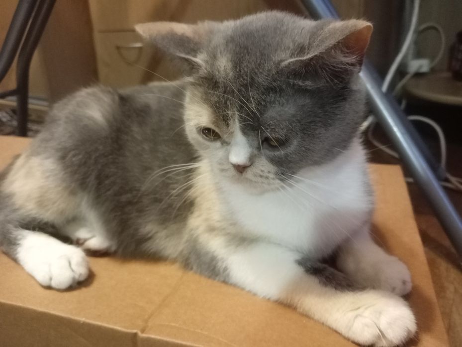 Британская кошечка