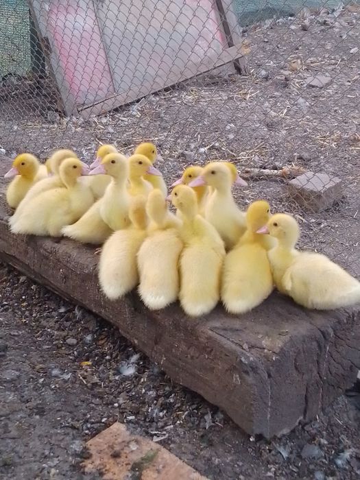 Каченята,важка лінія,мускусні качки