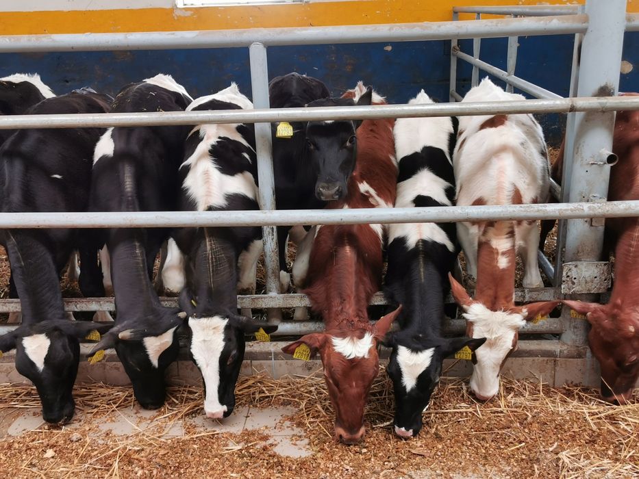 Byczki, Jalowki startery samodzielne