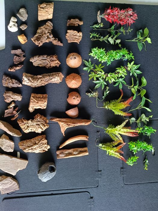 rośliny tuby korkowe kamienie wyposażenie terrarium