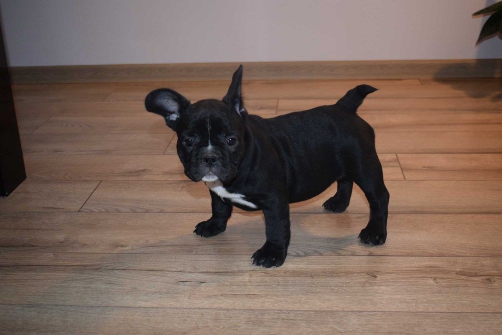 Buldog francuski szczenię - suczka