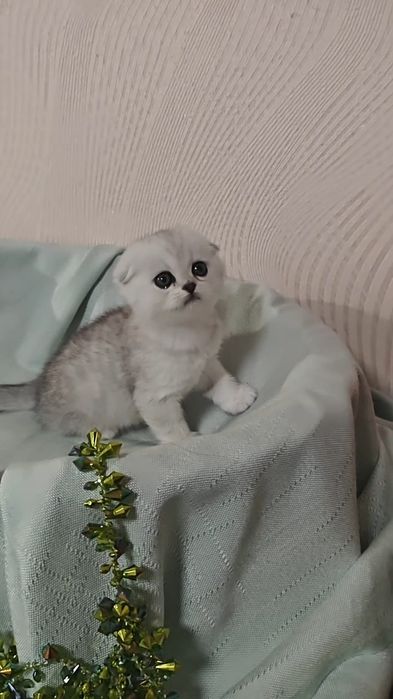 Дуже красивий висловухий хлопчик срібляста шиншила