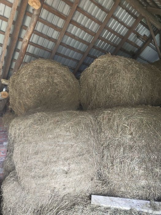 Sprzedam siano z pierwszego pokosu