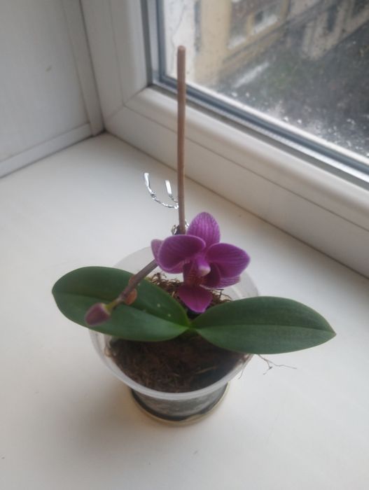 Продам  орхидею карликовую