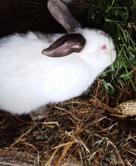Sprzedam królika SAMCA