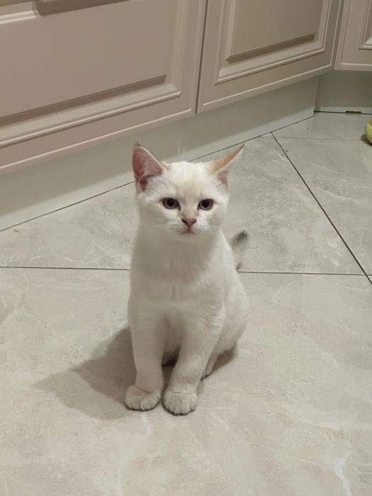 Шотландські котики