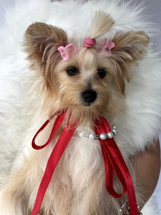 Міні-принцеси Помапу чекають на свої сімї