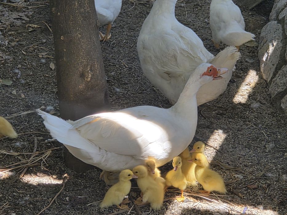 Patos mudos brancos