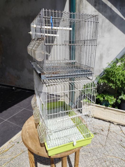 Conjunto de cinto gaiolas para canários