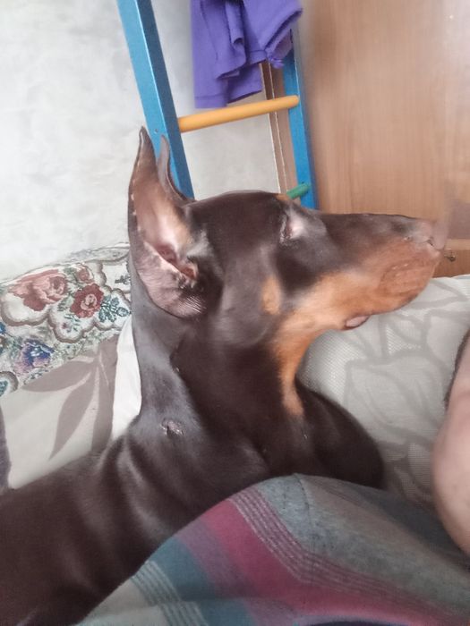 Продам добермана