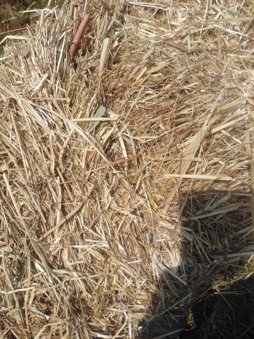 Fardos de feno nascedico 2,50€