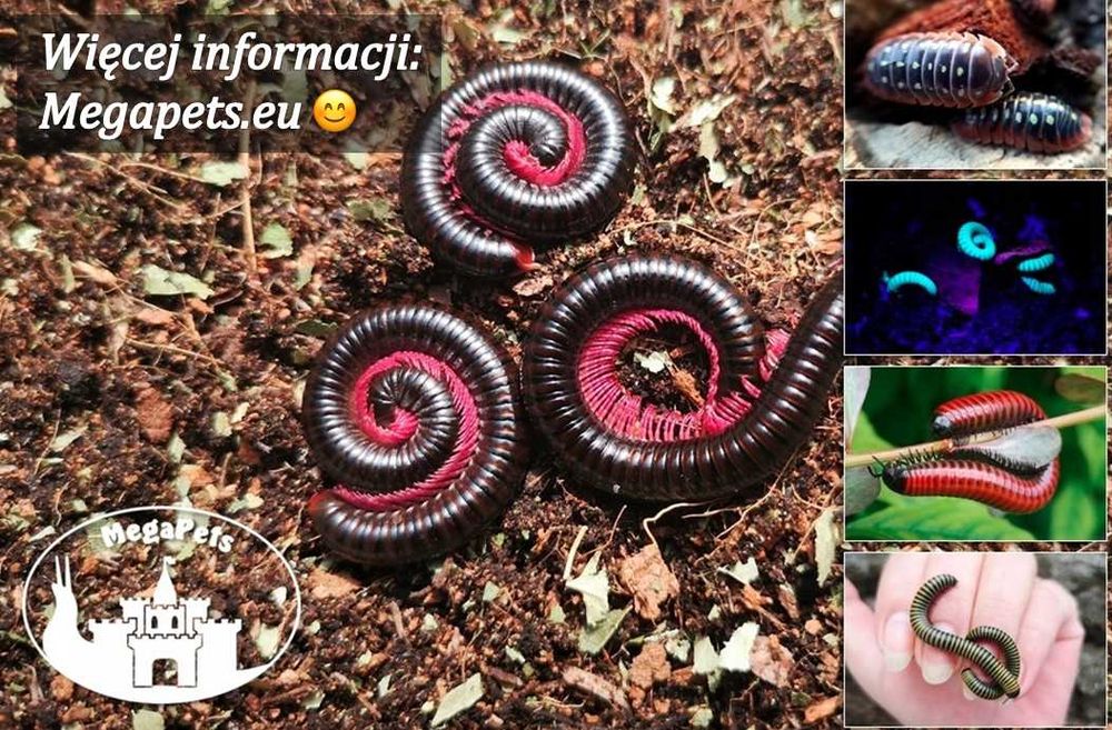 Podłoże leśne do hodowli krocionogów i wijów