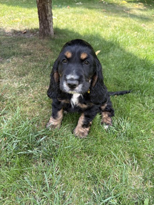 Piesek cocker spaniel angielski z rodowodem