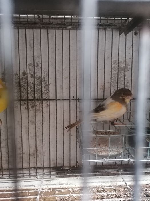 Piriquitos ingleses normais canarios.