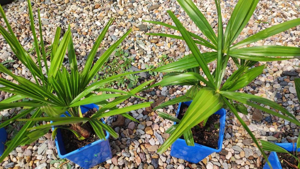 Trachycarpus Bułgaria 2 szt.