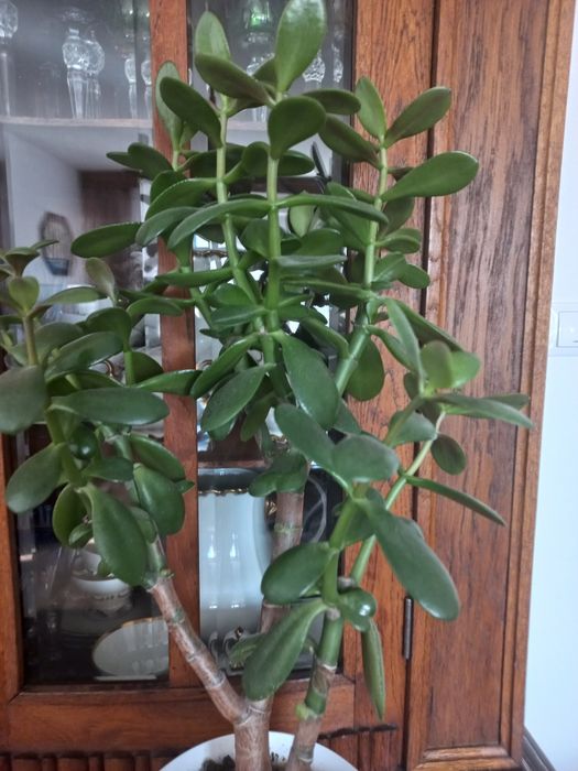 Kaktus grubosz drzewko szczescia 60 cm