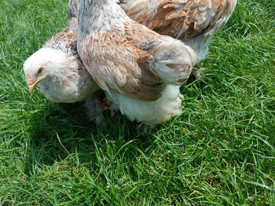 Брама Лосось гарнюні