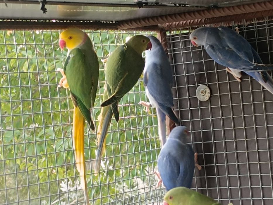 Ring nek cabeça ameixa ET...