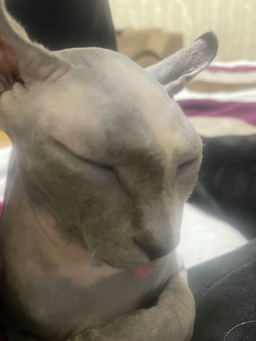 Ищем кота сфинкса для вязки