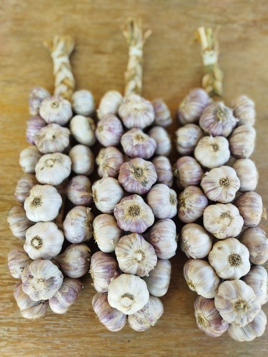 Czosnek harnaś warkocze