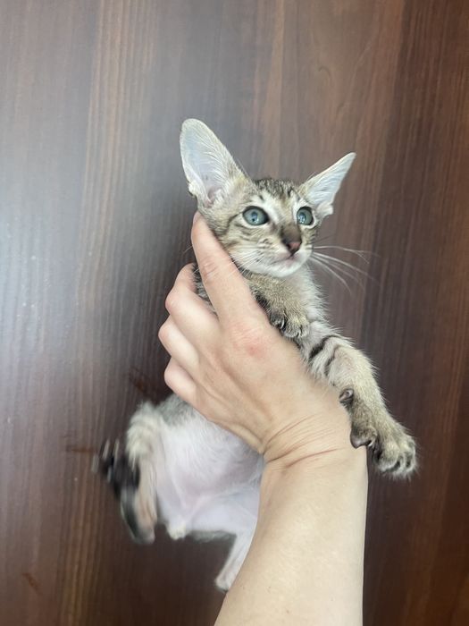 Орієнтальний хлопчик