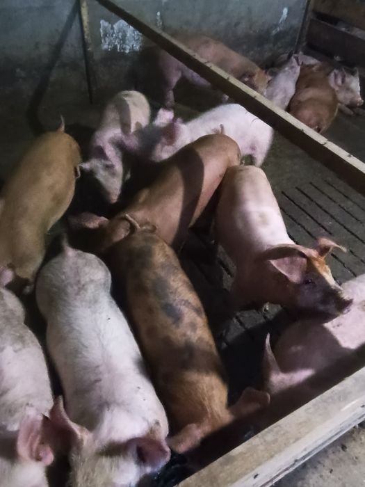 Продам тьохпородні ремонтні гібридні свинки