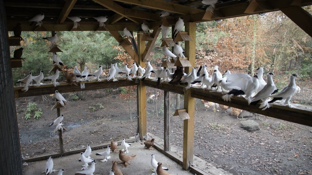 Krymka Polska Likwidacja rasy!! mistrz Polski likwidacja rasy