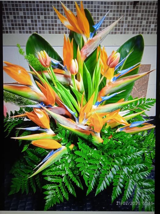 Vendo estrelicias com raiz para transplantar