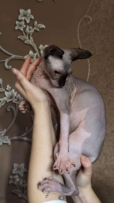 Котята Канадского Сфинкса