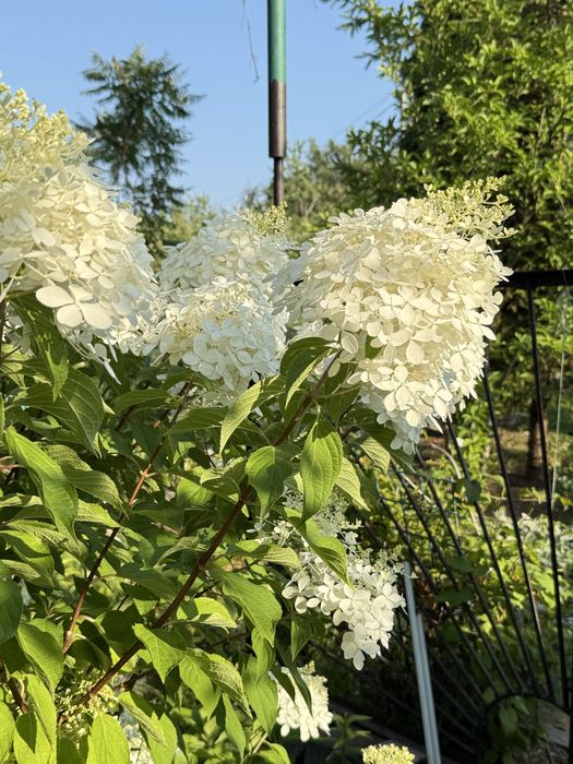 Продам дачу Ледное