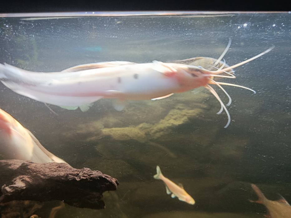 Clarias batrachus - Długowąs żabi - Sum batraszek