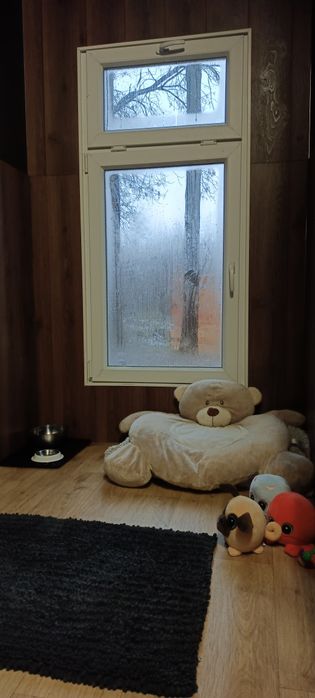 Domowa opieka nad psem, hotel, świetlica
