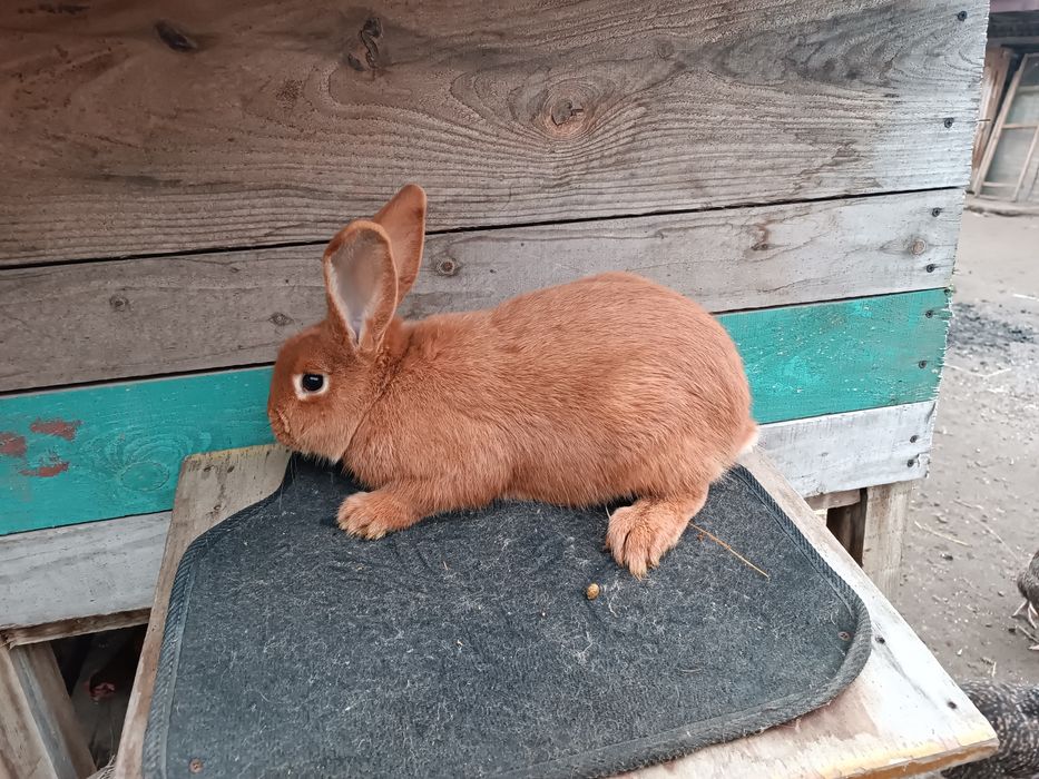 Króliki nowozelandzkie samczyki