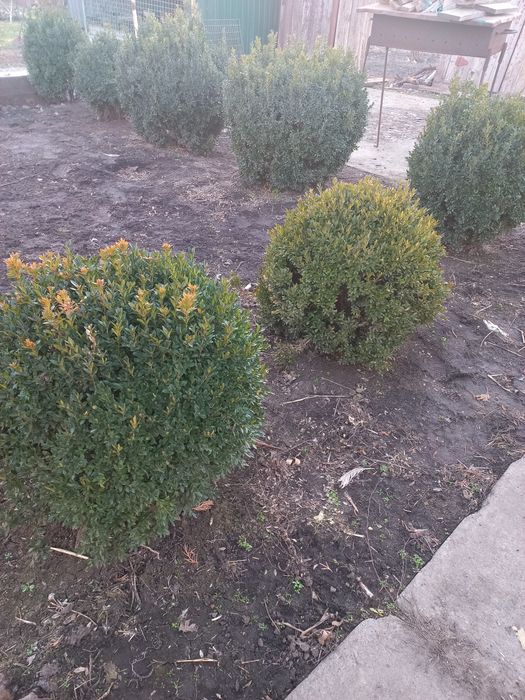 Продам  кусты самшита