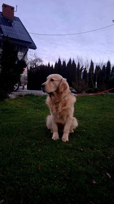 Golden Mountain Dog !Golden retiever+Berneński Pies Pasterski