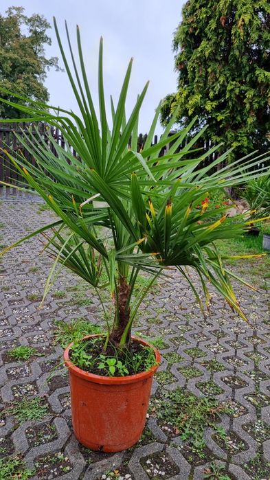 Palma trachycarpus fortunei  pien 40 cm wys calk 170  500zl