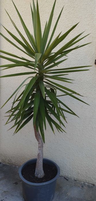 Planta Yucca elephantipes, também conhecida como Palma-elefante