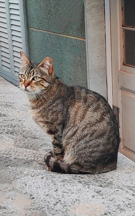 Sofi procura uma familia para sempre