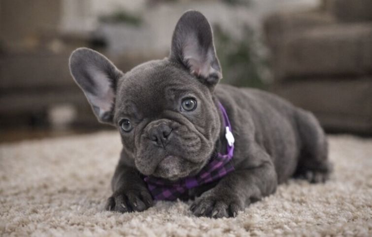 Девочка голубого окраса 2,5 мес