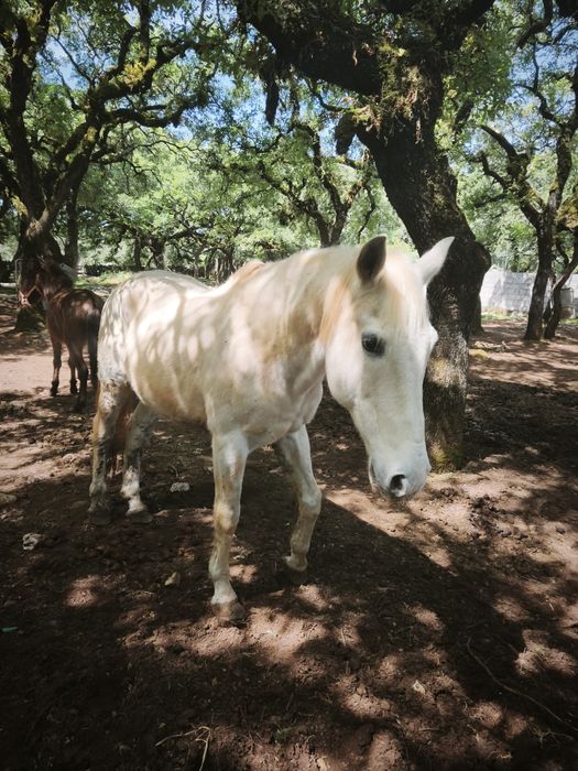 Cavalo capado manso