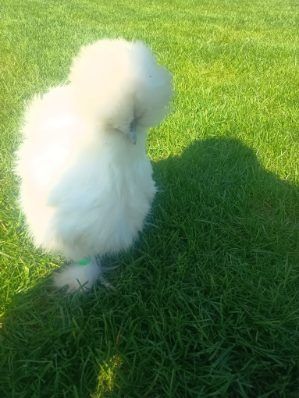 Sillki jedwabiste USA jajka lęgowe