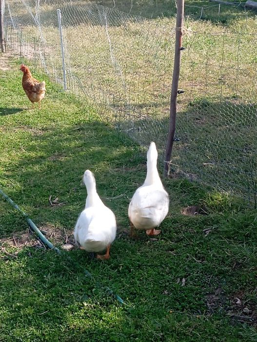 Vendo dois patos