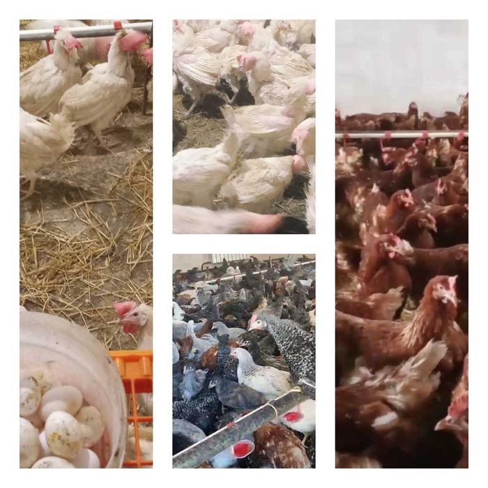 Продам кури несушки! Доставка безкоштовна. Кобеляки!