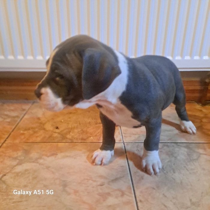 Amstaff  Szczeniak Suczkaa