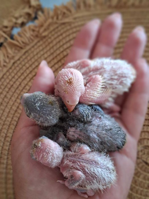 Vende-se uma linda família de periquitos-do-amor (Agapornis)!  - Mamã e papá saudáveis e muito bem tratados. - Três crias com 1 mes de idade