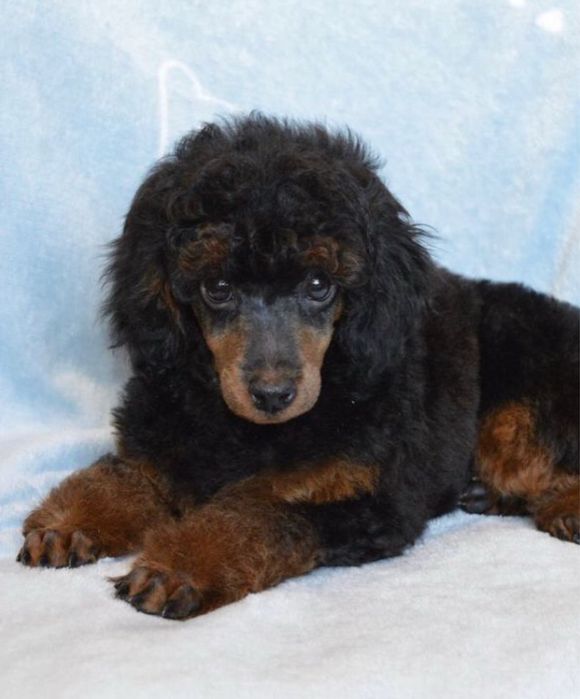 Продаж ексклюзивних пуделят є той та тікапи