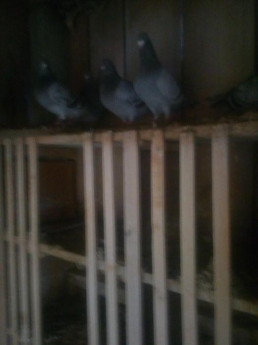 Sprzedam gołębie pocztowe