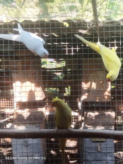 Ring necks adultas fêmeas