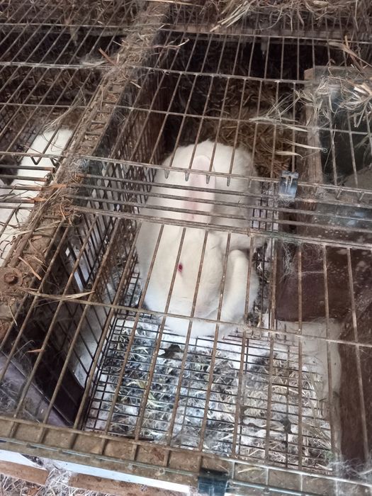 Vendo coelhas brancas